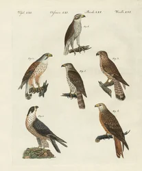 Deutsche Raubvögel